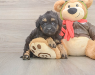 7 week old Mini Pomskydoodle Puppy For Sale - Pilesgrove Pups