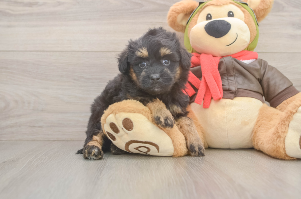 5 week old Mini Pomskydoodle Puppy For Sale - Pilesgrove Pups