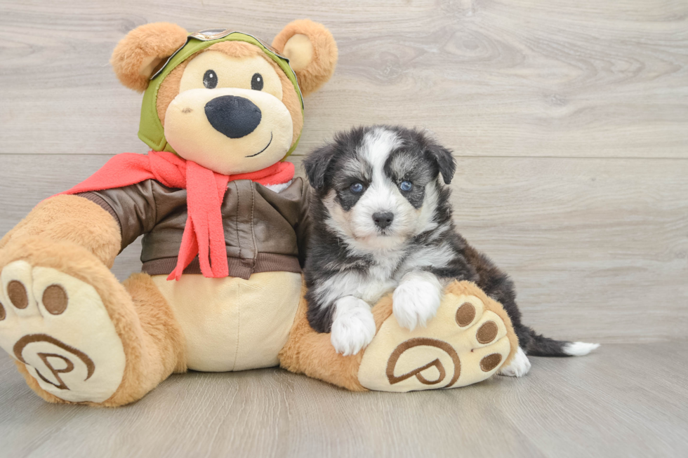 Best Mini Pomskydoodle Baby