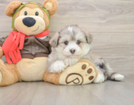 7 week old Mini Pomskydoodle Puppy For Sale - Pilesgrove Pups