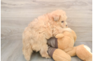 Playful Pomsky Doodle Poodle Mix Puppy