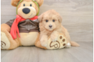 Mini Pomskydoodle Puppy for Adoption