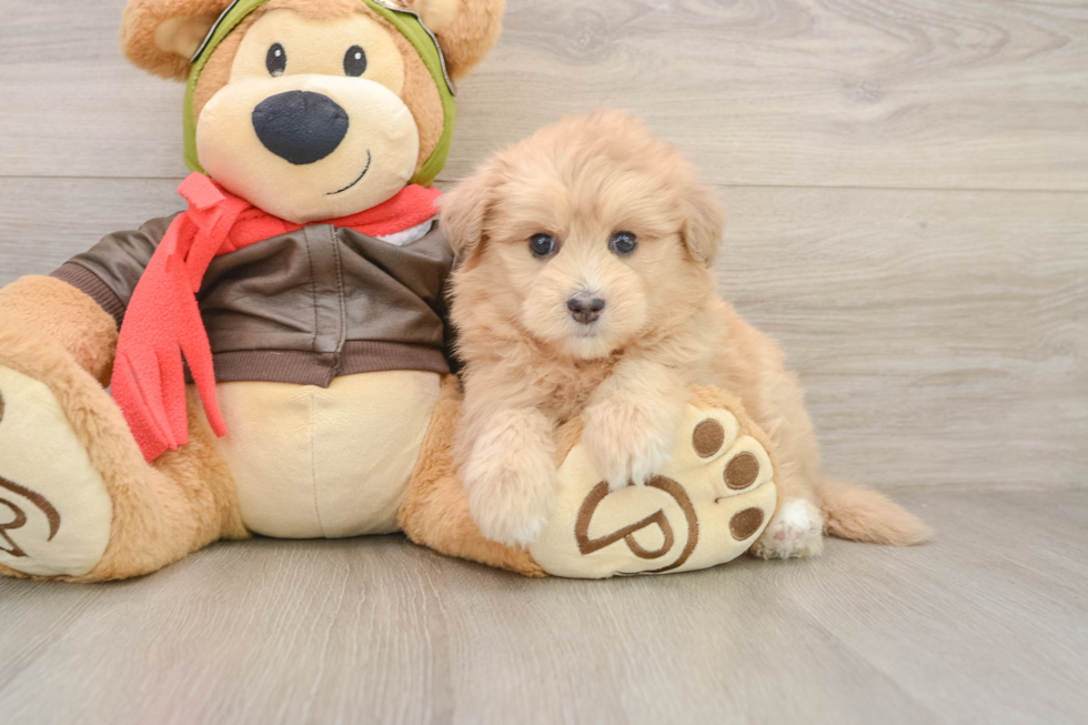 Mini Pomskydoodle Puppy for Adoption