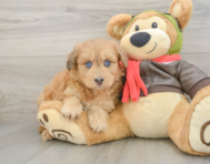 8 week old Mini Pomskydoodle Puppy For Sale - Pilesgrove Pups