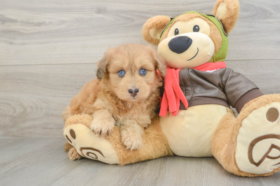 5 week old Mini Pomskydoodle Puppy For Sale - Pilesgrove Pups