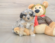 5 week old Mini Pomskydoodle Puppy For Sale - Pilesgrove Pups