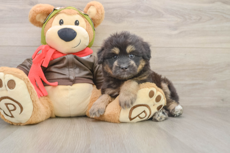 Mini Pomskydoodle Puppy for Adoption