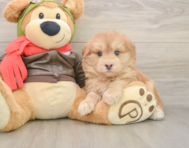 5 week old Mini Pomskydoodle Puppy For Sale - Pilesgrove Pups