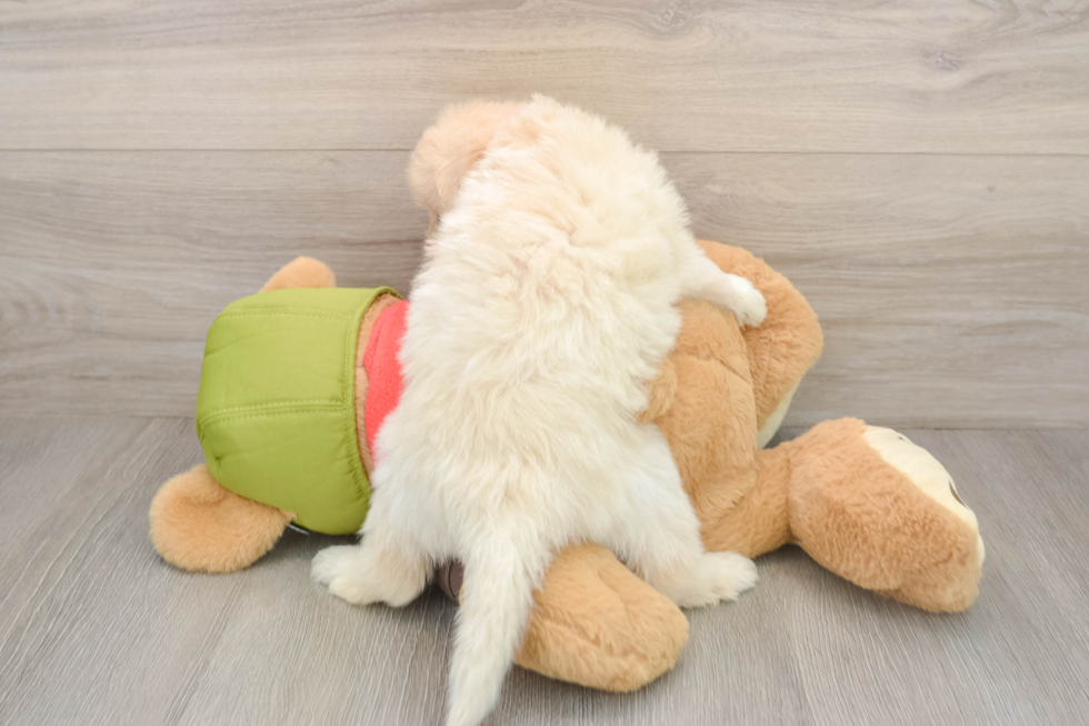 Smart Mini Pomskydoodle Poodle Mix Pup