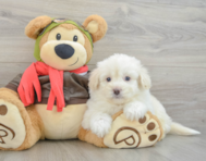 7 week old Mini Pomskydoodle Puppy For Sale - Pilesgrove Pups