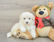 7 week old Mini Pomskydoodle Puppy For Sale - Pilesgrove Pups