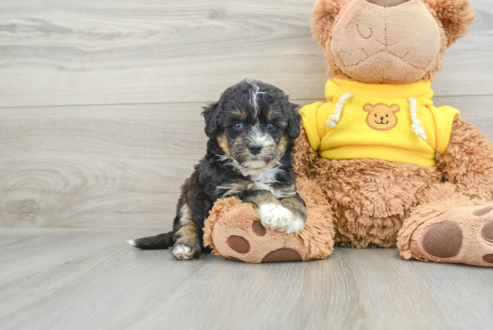 Fluffy Mini Pomskydoodle Poodle Mix Pup