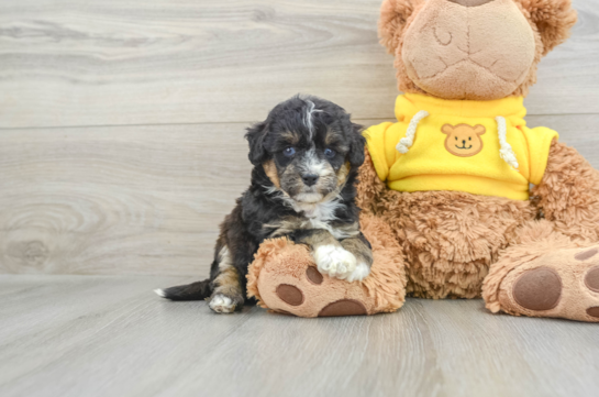 Fluffy Mini Pomskydoodle Poodle Mix Pup