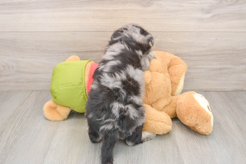 Happy Mini Pomskydoodle Baby