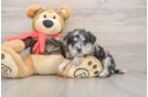 Hypoallergenic Mini Pomskydoodle Poodle Mix Puppy