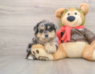 6 week old Mini Pomskydoodle Puppy For Sale - Pilesgrove Pups