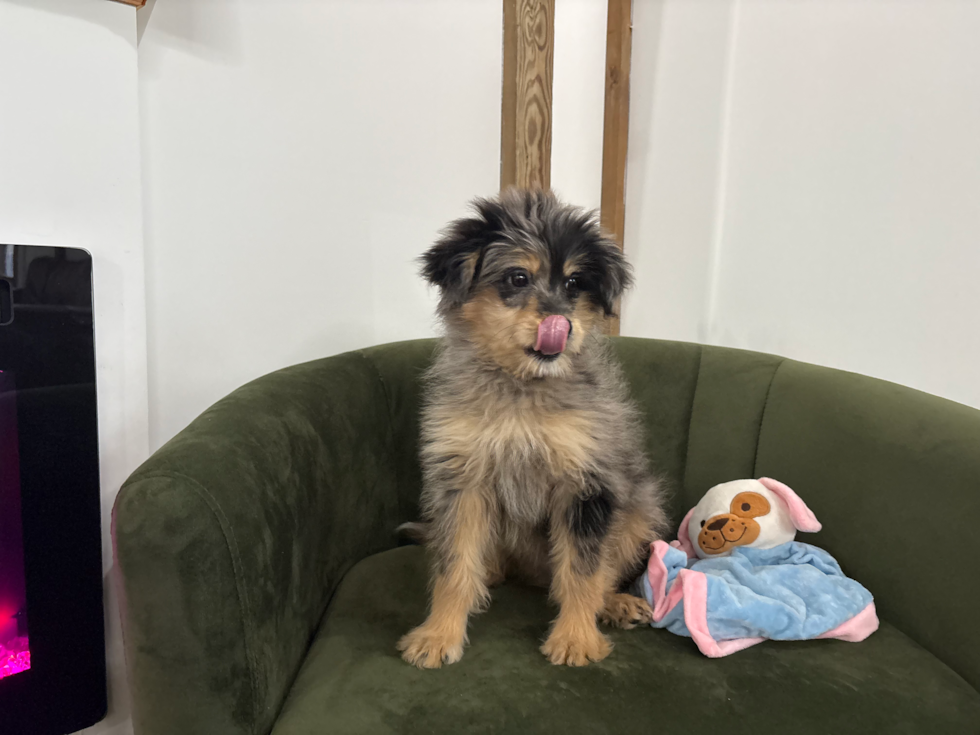 Best Mini Pomskydoodle Baby