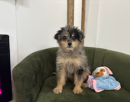 13 week old Mini Pomskydoodle Puppy For Sale - Pilesgrove Pups