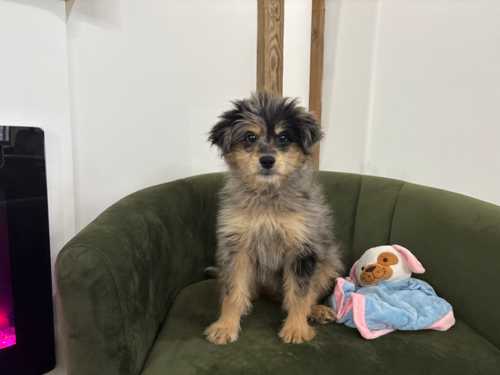 Mini Pomskydoodle Pup Being Cute