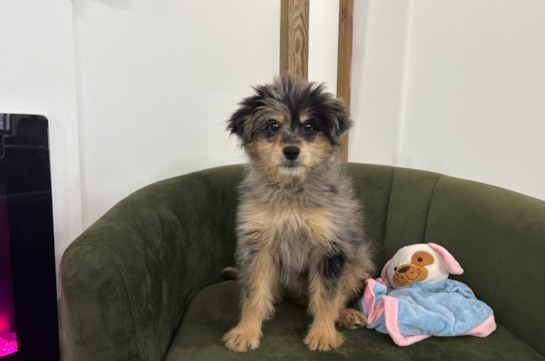 Mini Pomskydoodle Pup Being Cute