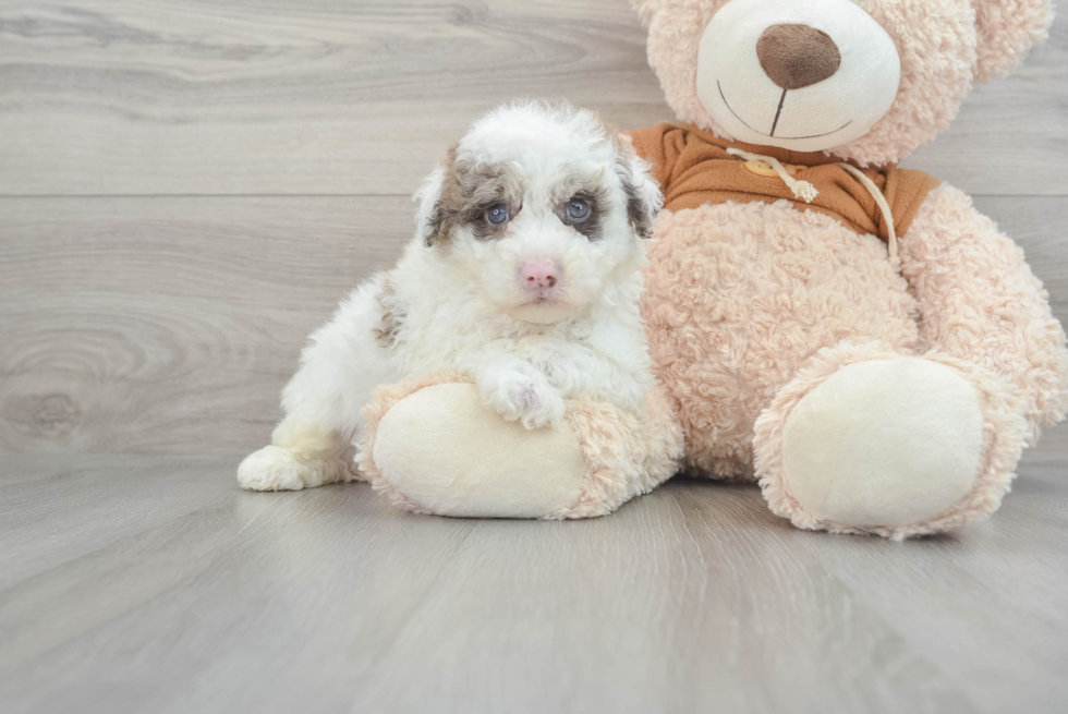 Best Mini Portidoodle Baby