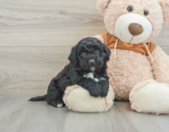 5 week old Mini Portidoodle Puppy For Sale - Pilesgrove Pups