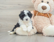 5 week old Mini Portidoodle Puppy For Sale - Pilesgrove Pups