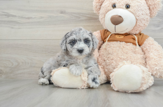 Popular Mini Portidoodle Poodle Mix Pup