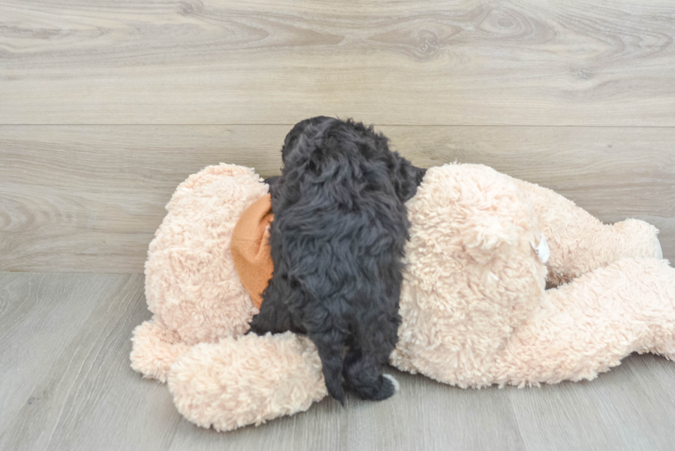 Fluffy Mini Portidoodle Poodle Mix Pup