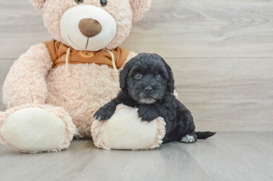 Adorable Portidoo Poodle Mix Puppy