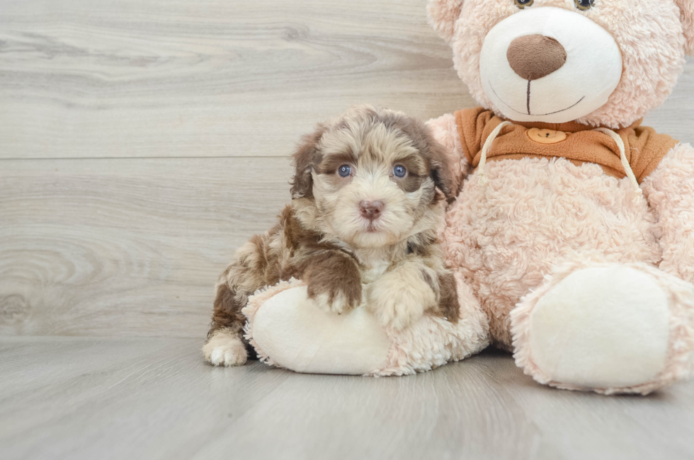 4 week old Mini Portidoodle Puppy For Sale - Pilesgrove Pups