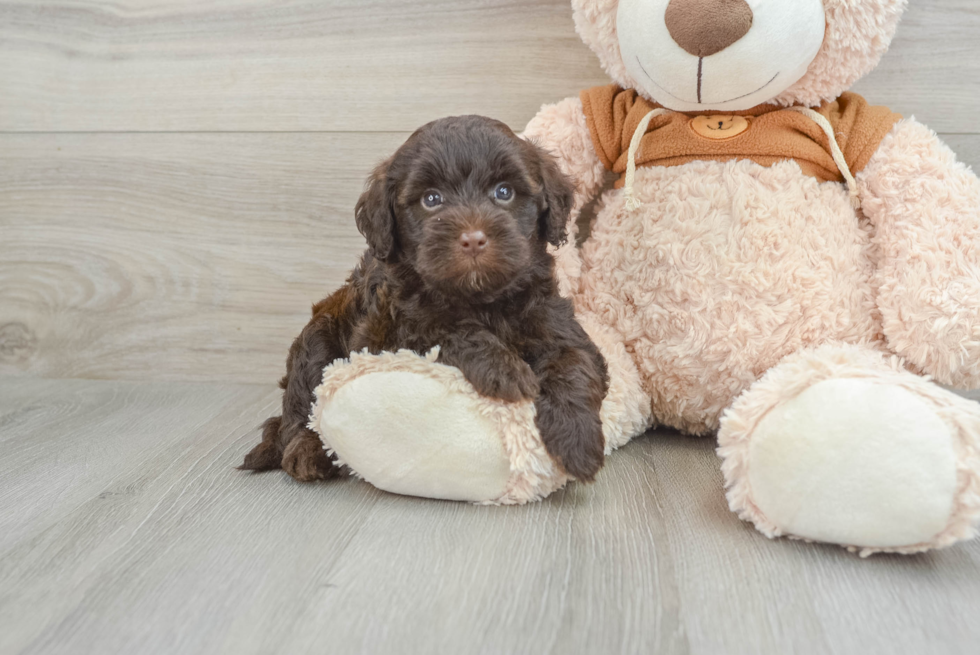 Mini Portidoodle Pup Being Cute