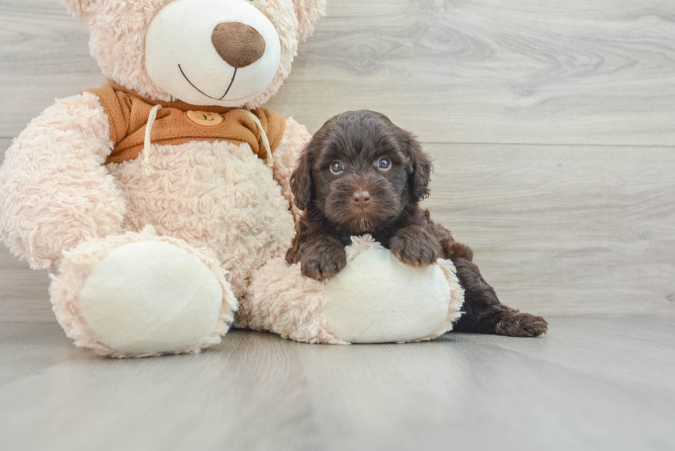 Fluffy Mini Portidoodle Poodle Mix Pup