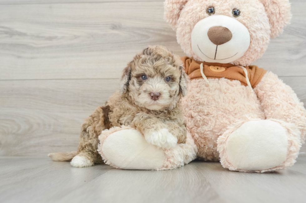 4 week old Mini Portidoodle Puppy For Sale - Pilesgrove Pups