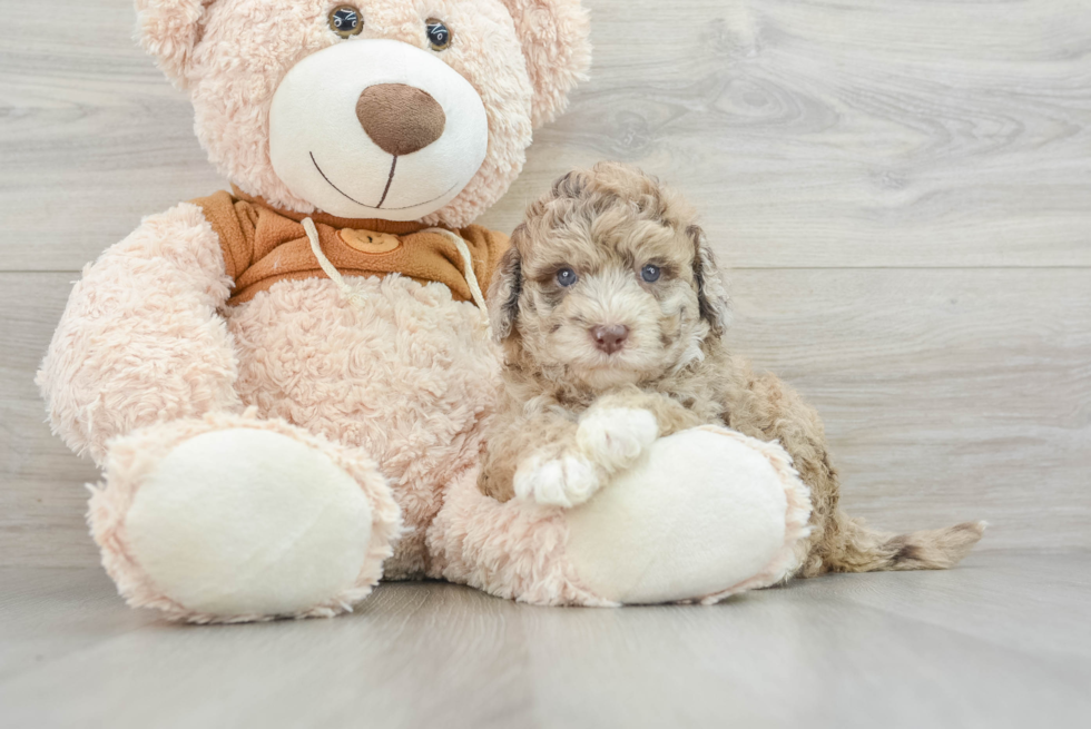 Hypoallergenic Portidoo Poodle Mix Puppy