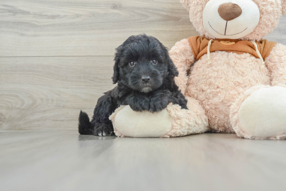 Energetic Portidoo Poodle Mix Puppy