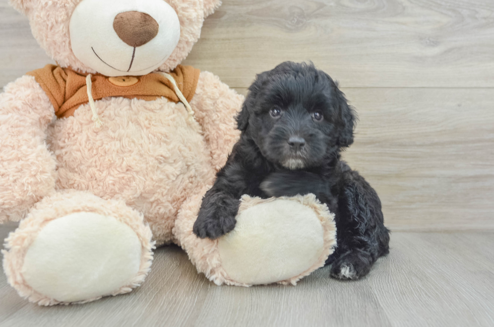 4 week old Mini Portidoodle Puppy For Sale - Pilesgrove Pups