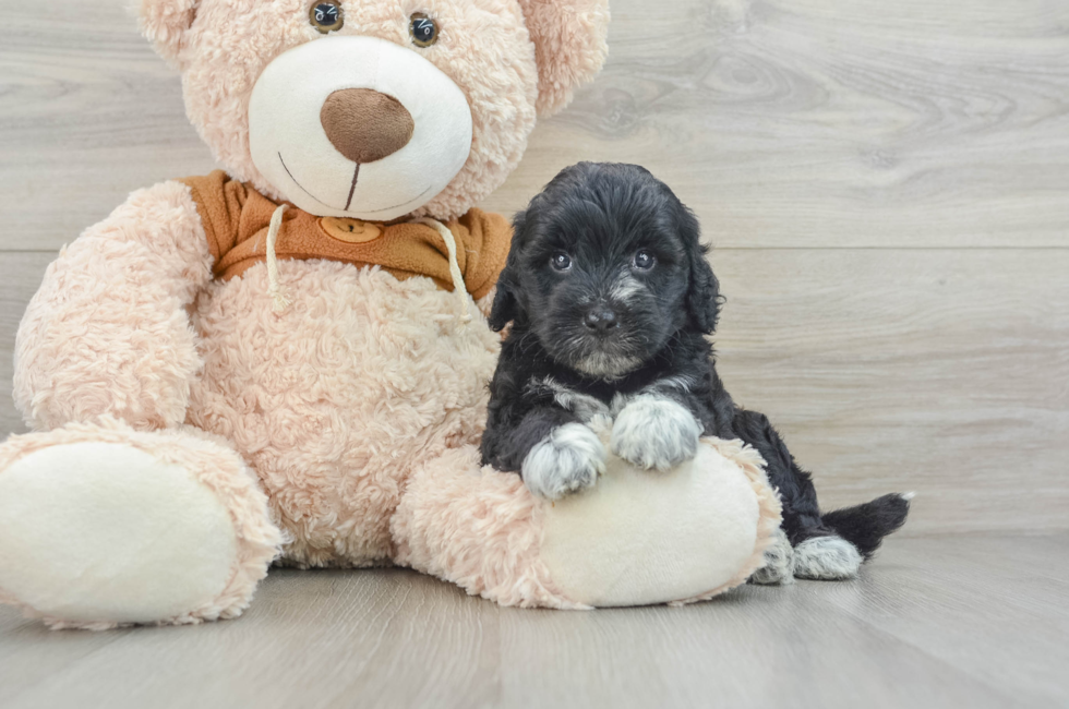 4 week old Mini Portidoodle Puppy For Sale - Pilesgrove Pups