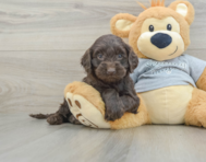 5 week old Mini Portidoodle Puppy For Sale - Pilesgrove Pups