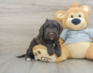 5 week old Mini Portidoodle Puppy For Sale - Pilesgrove Pups