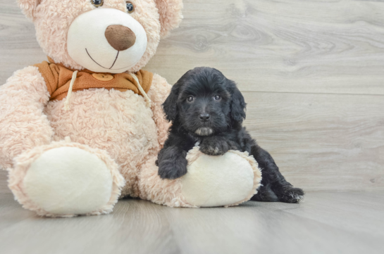 Petite Mini Portidoodle Poodle Mix Pup