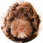 Mini Portidoodle Puppy For Sale - Pilesgrove Pups Mini Portidoodle Puppy For Sale - Pilesgrove Pups