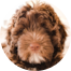 Mini Portidoodle Puppies For Sale - Pilesgrove Pups Mini Portidoodle Puppies For Sale - Pilesgrove Pups