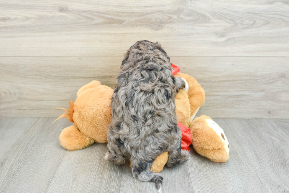 Little Portidoo Poodle Mix Puppy