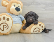 6 week old Mini Portidoodle Puppy For Sale - Pilesgrove Pups