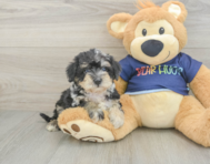 5 week old Mini Schnoodle Puppy For Sale - Pilesgrove Pups