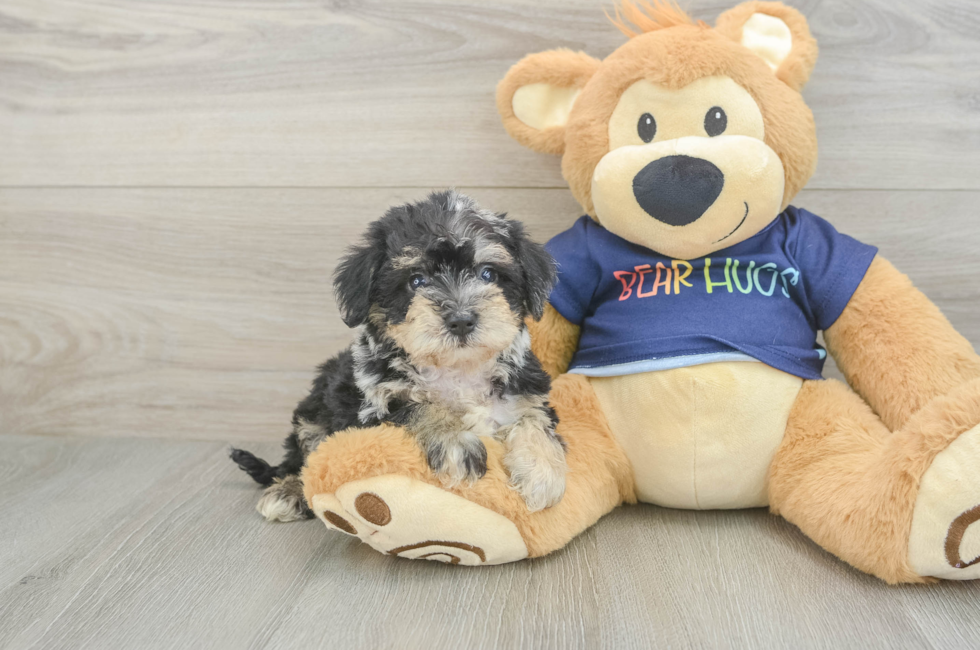 5 week old Mini Schnoodle Puppy For Sale - Pilesgrove Pups