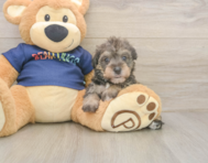 5 week old Mini Schnoodle Puppy For Sale - Pilesgrove Pups