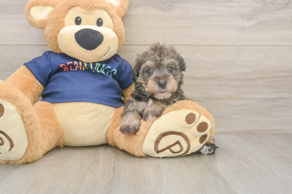5 week old Mini Schnoodle Puppy For Sale - Pilesgrove Pups