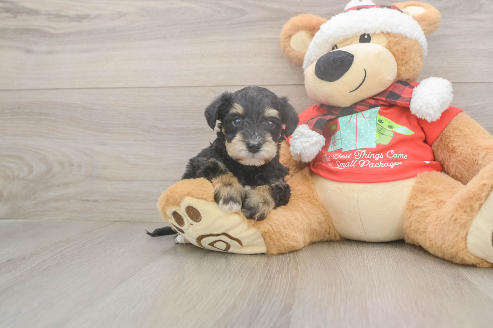 Mini Schnoodle Puppy for Adoption